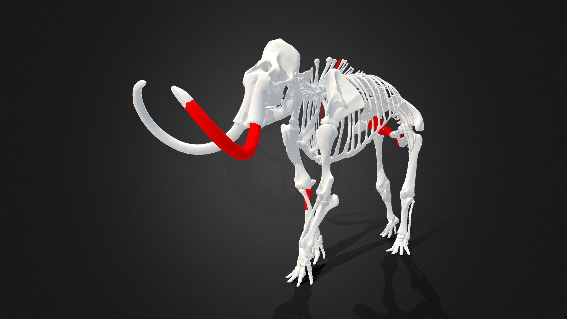 Risch-Rotkreuz ZG, partial mammoth skeleton