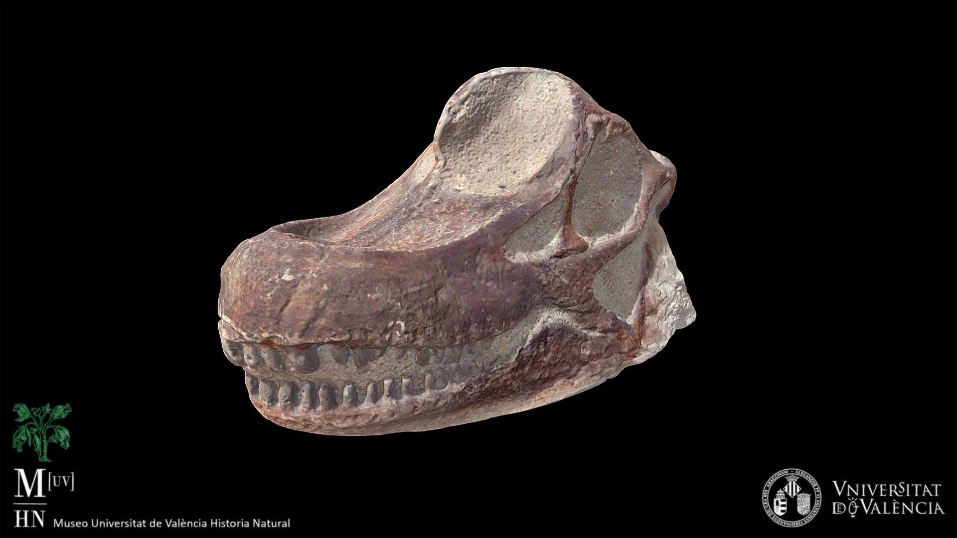 Brachiosaurus skull replica (1/4)