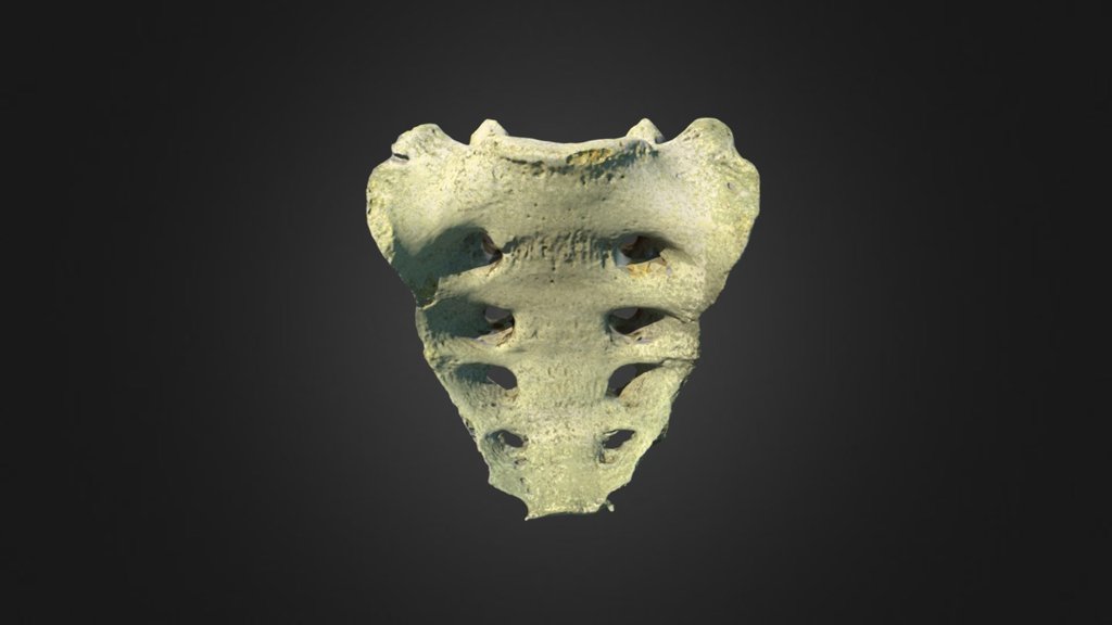 Sacrum
