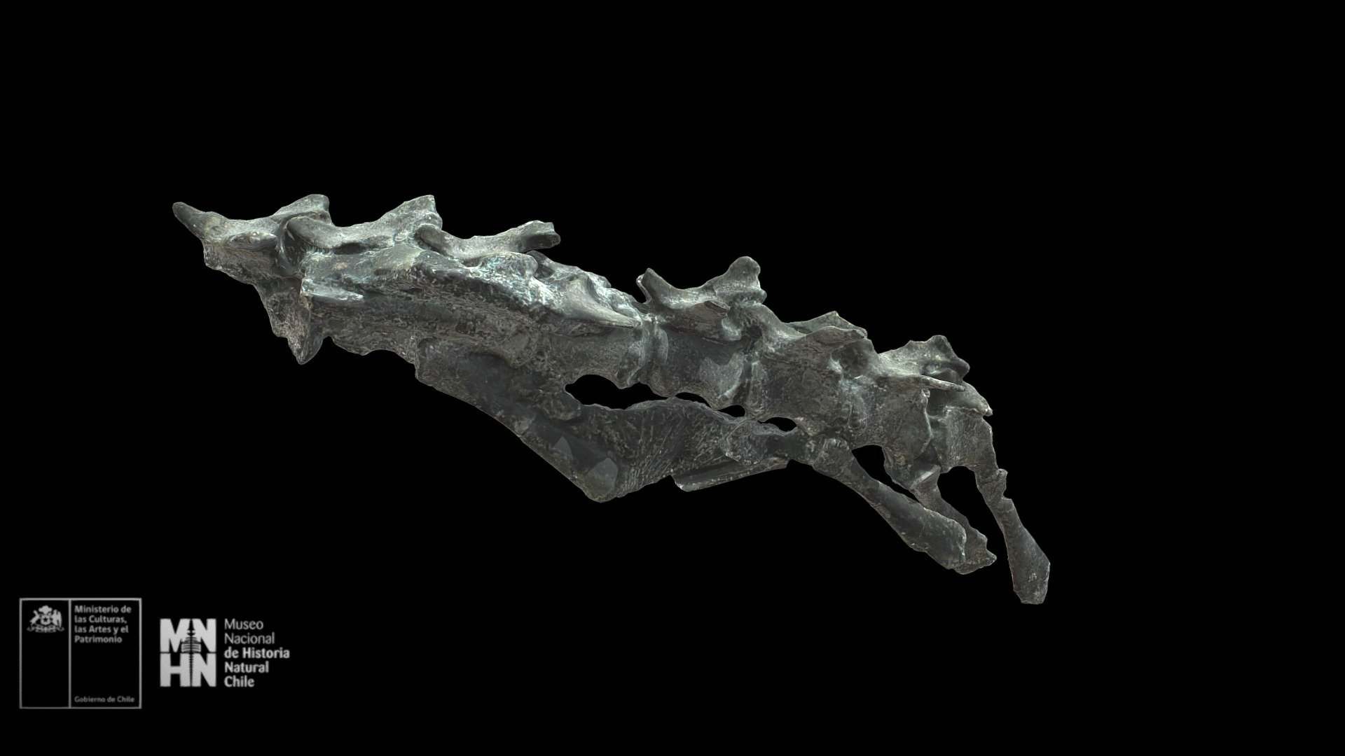 Chilesaurus diegosuarezi. Vértebras