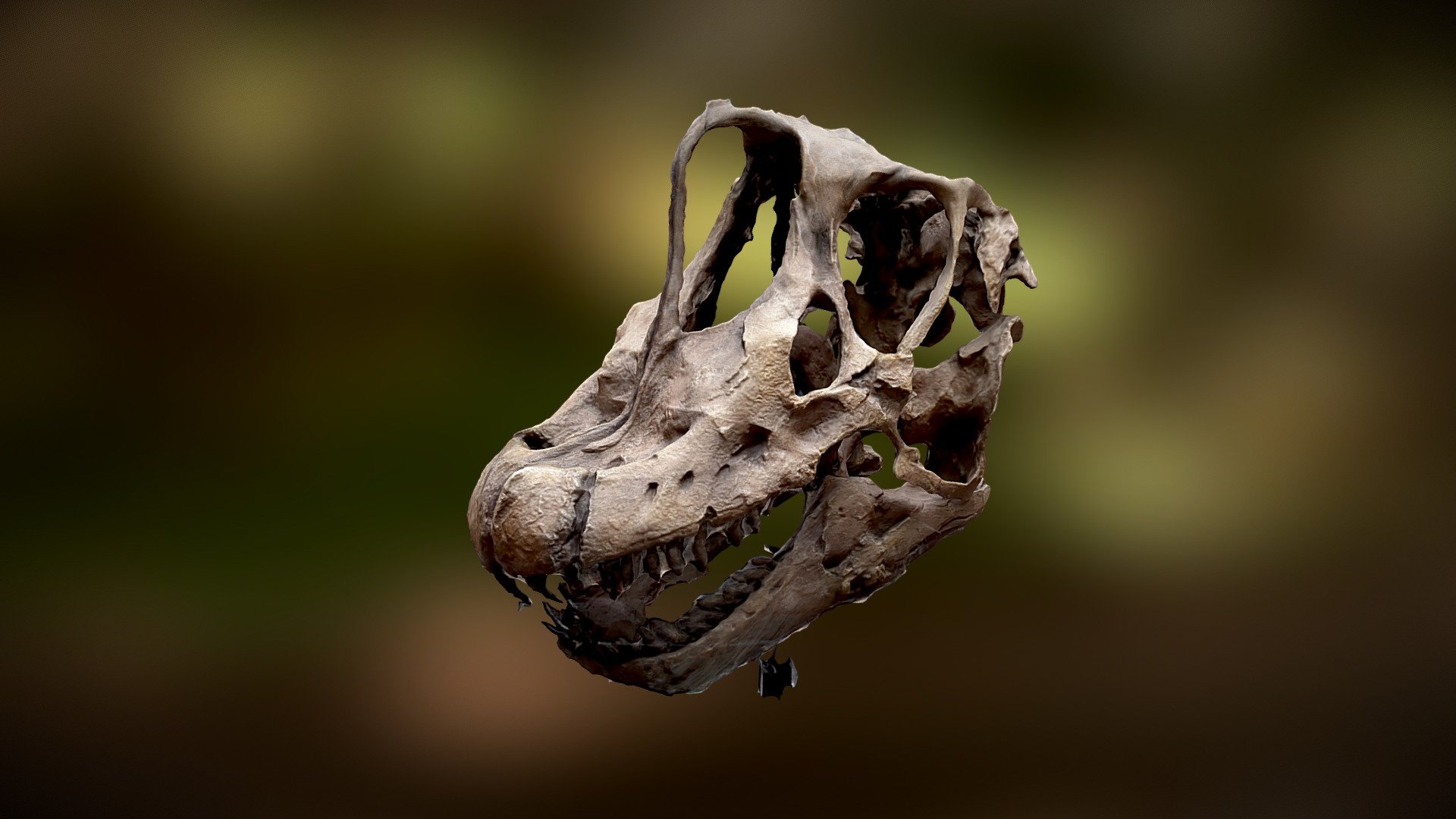 Brachiosaurus Skull #RealityScan