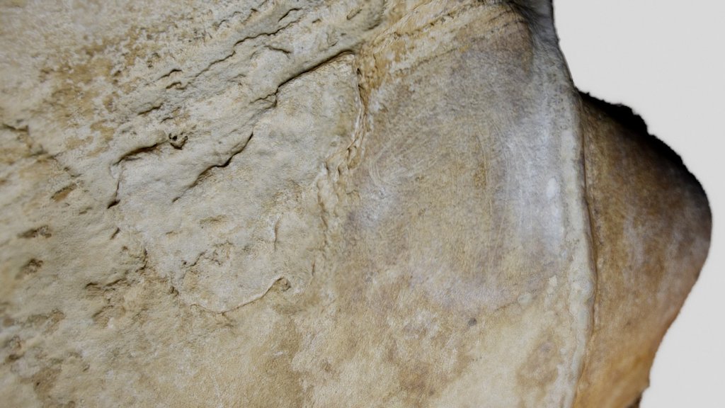 Gravura de Equídeos | Gruta do Escoural