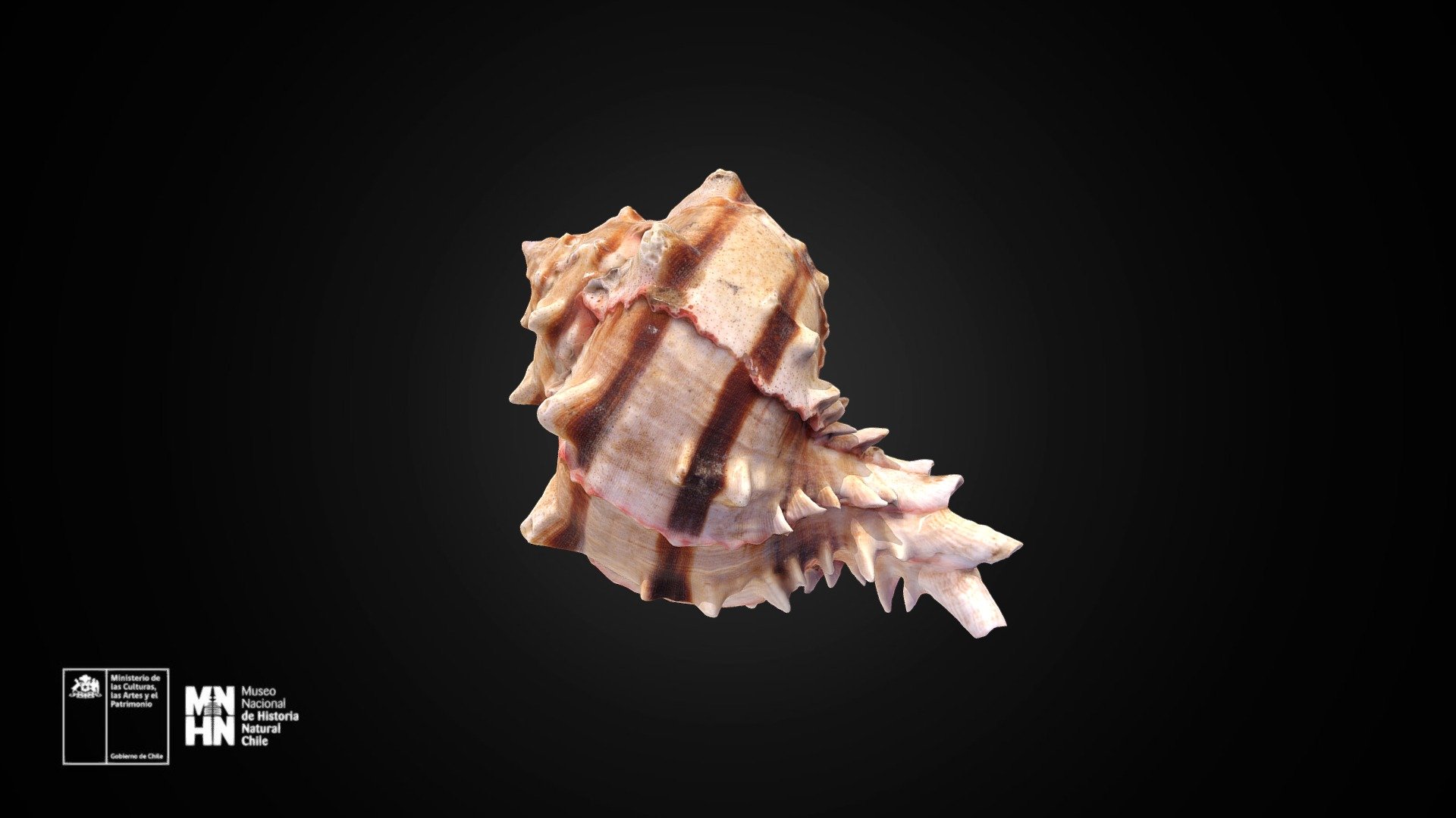 Hexaplex brassica (Lamarck, 1822)