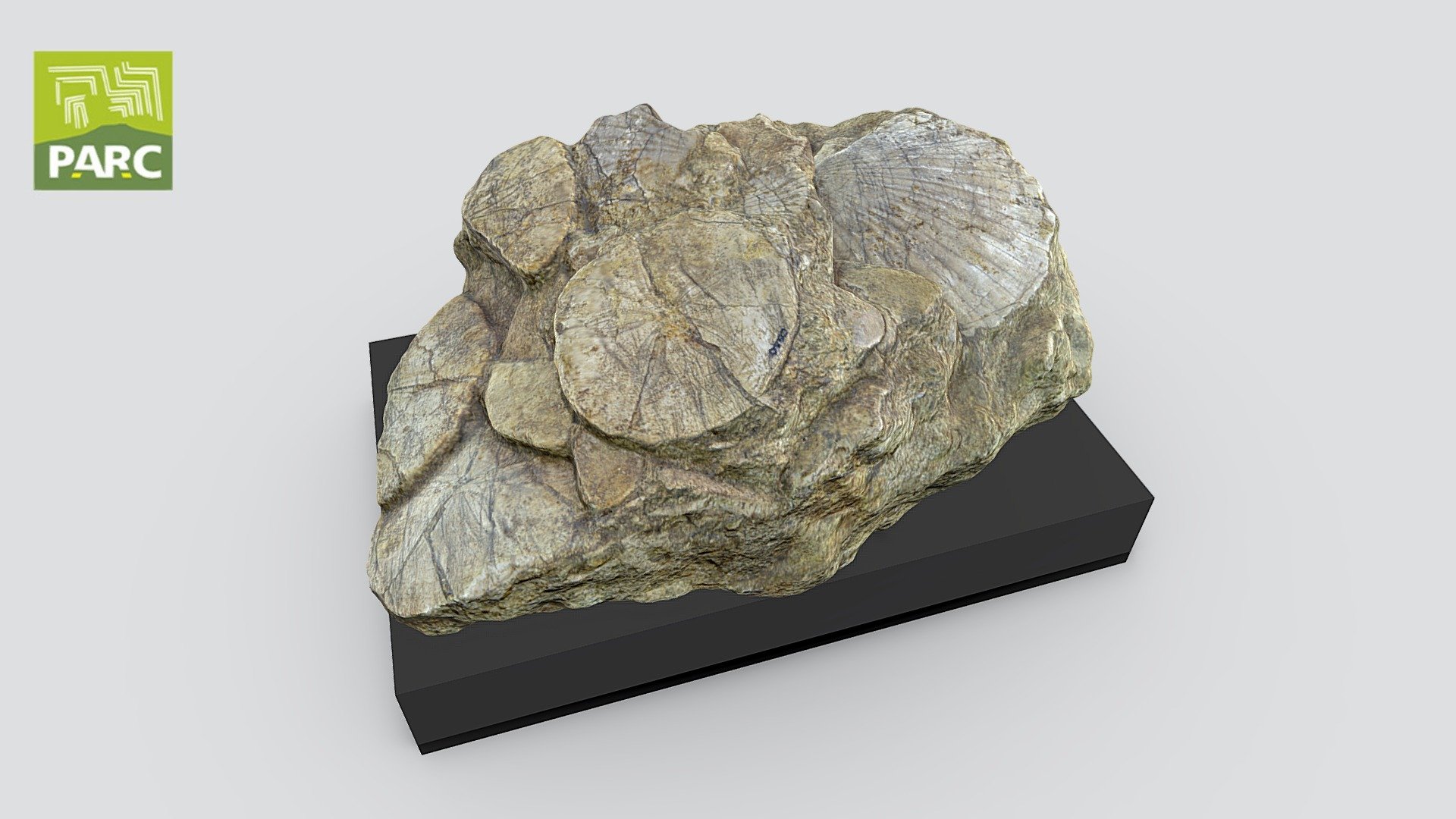 Banco fossili del Miocene - CG 40