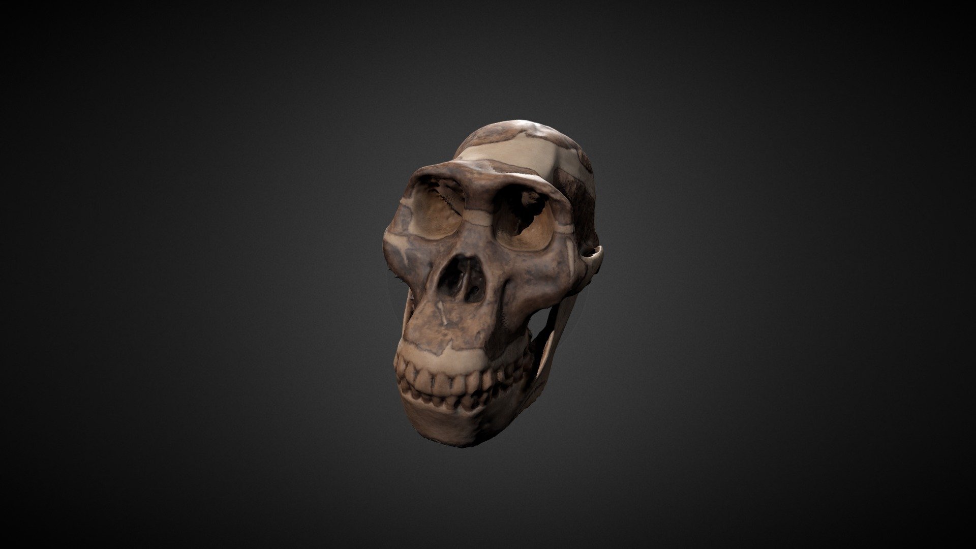 Australopithecus africanus