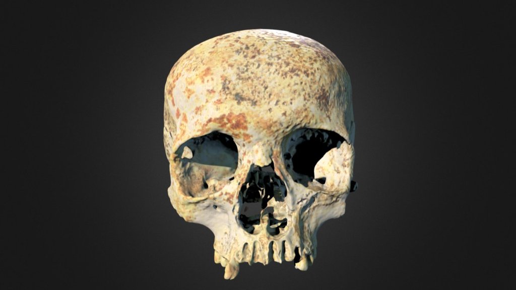 Ava's Skull