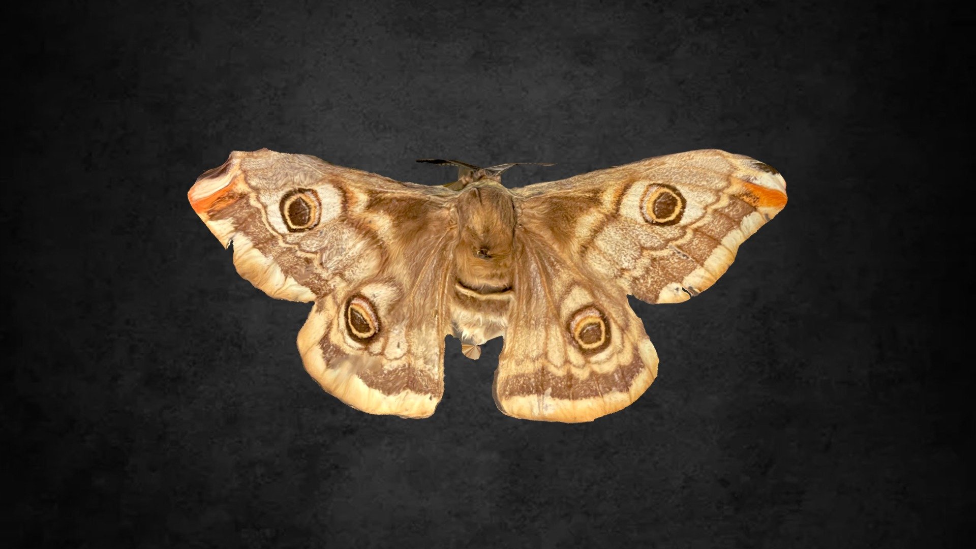 Emperor Moth