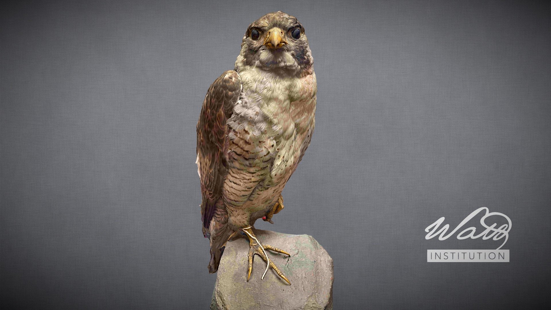 Peregrine Falcon (Falco peregrinus)