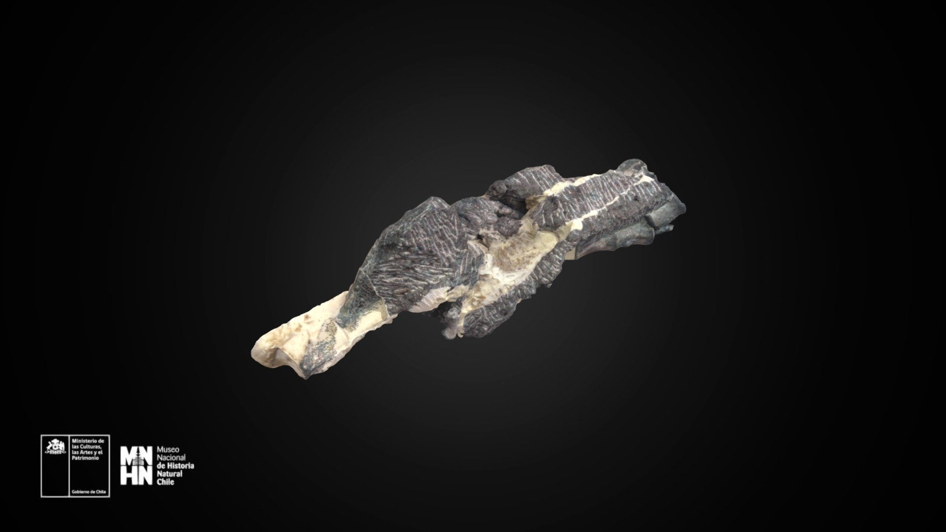 Chilesaurus diegosuarezi. Vértebras