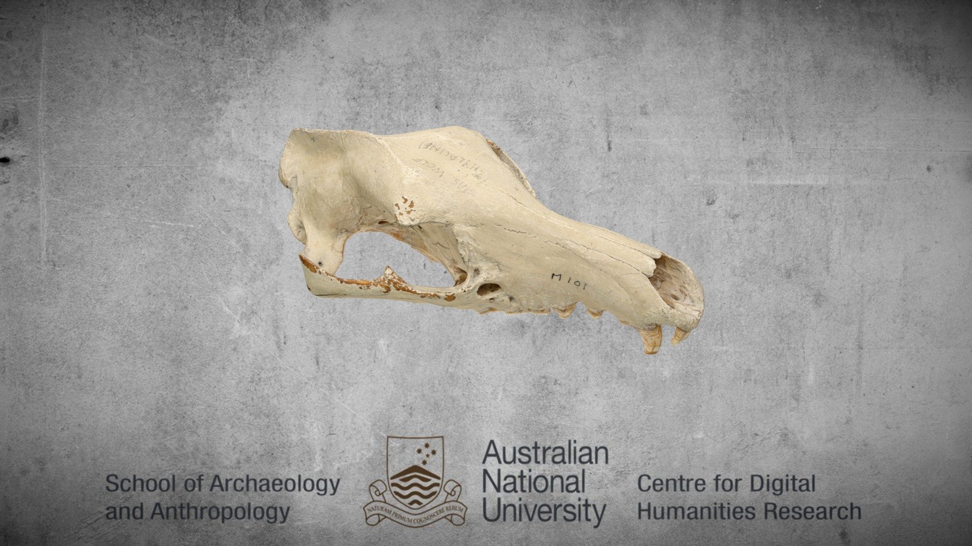 Thylacinus Cynocephalus cranium - annotated