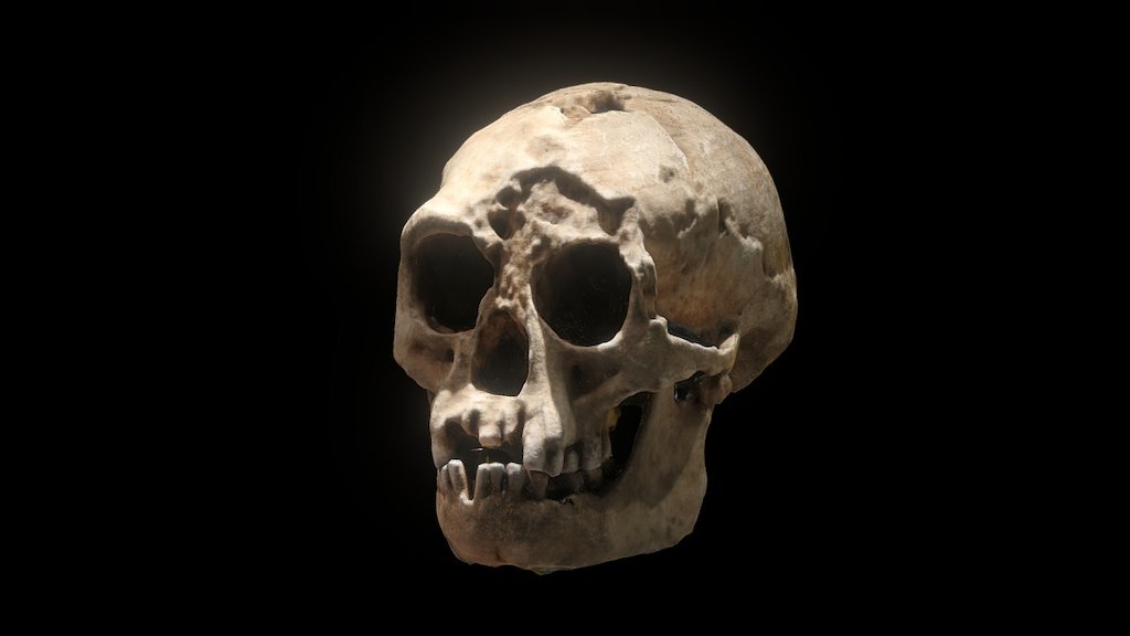 LB1 - Homo floresiensis [skull]
