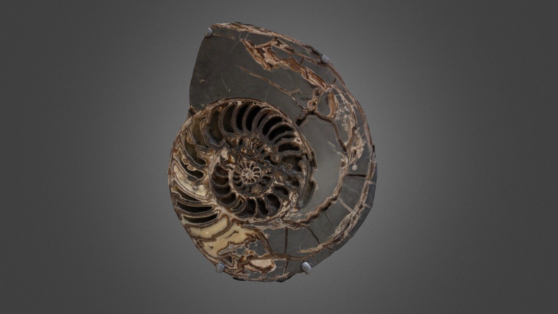Fossilized Ammonite, Natural History Museum