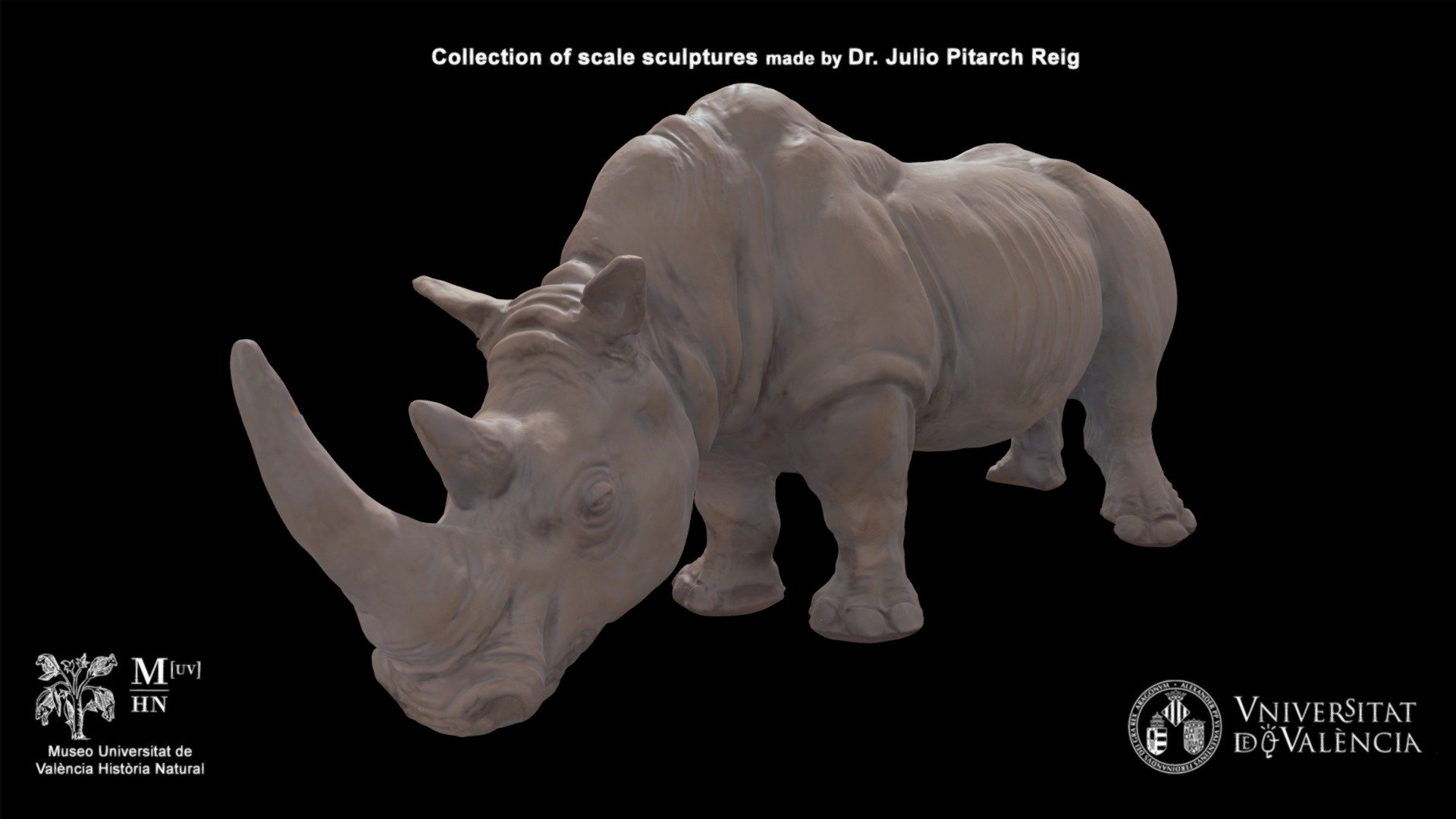 White rhino (Ceratotherium simum)