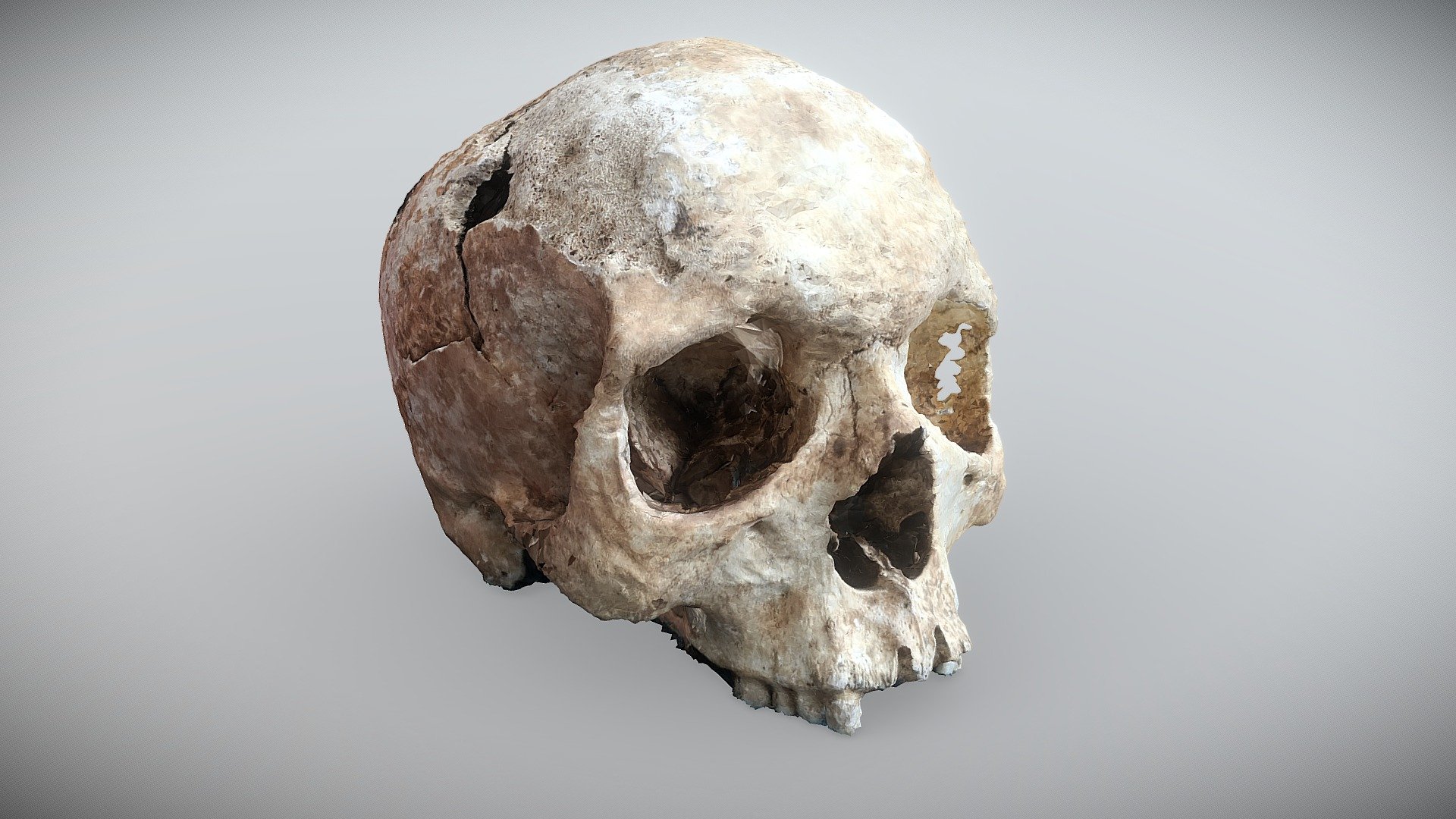 Crime Scene Skull