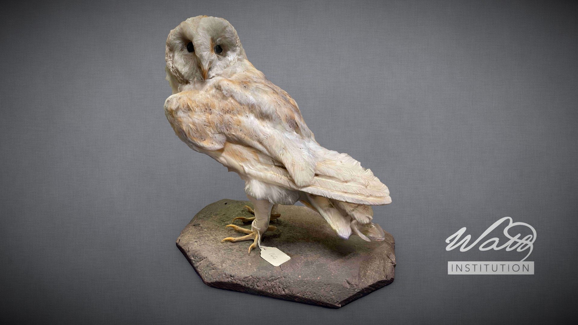 Barn Owl (Tyto alba)