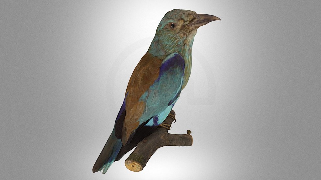 European roller