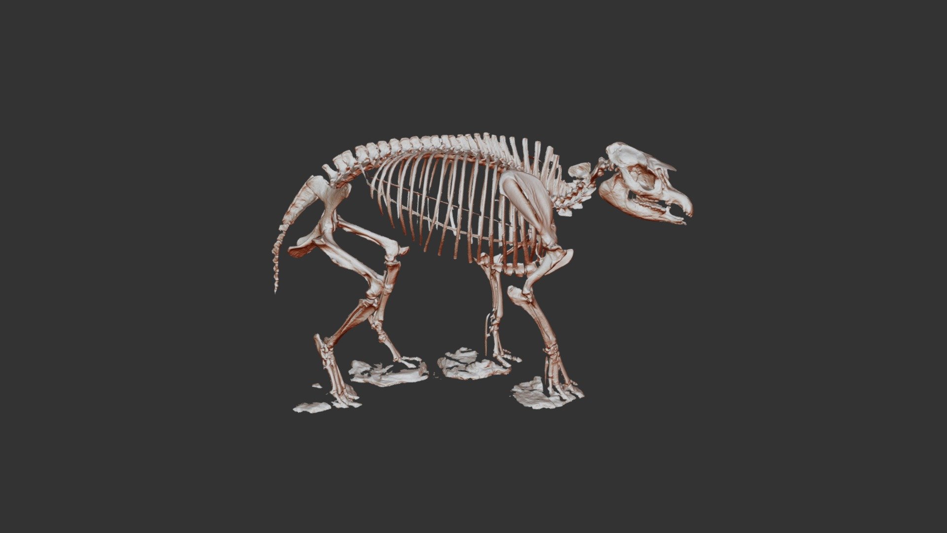 ETMNH 3519 'Snapir' Skeletal Mount (PRELIMINARY)