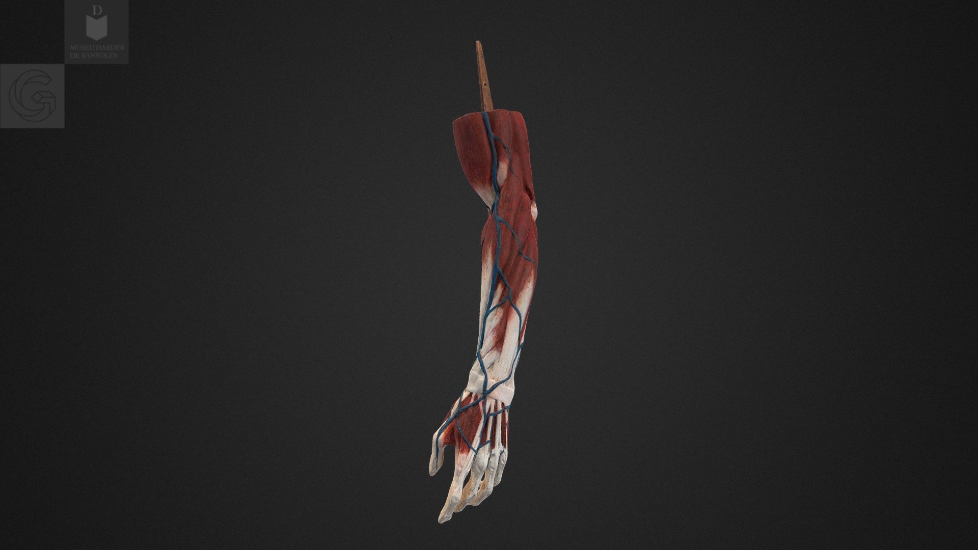 Model humà anatòmic (braç esquerre), MDEIE