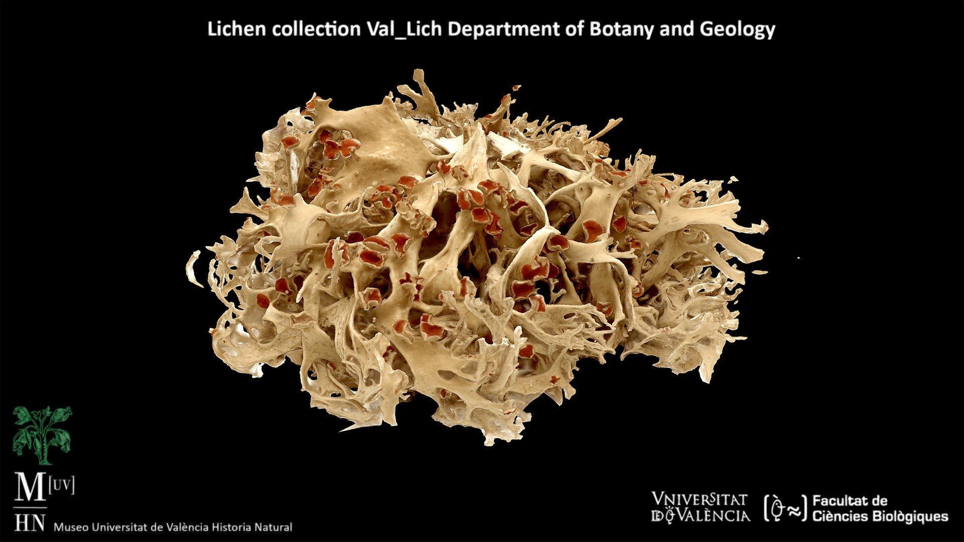 Lichen (Seirophora lacunosa)