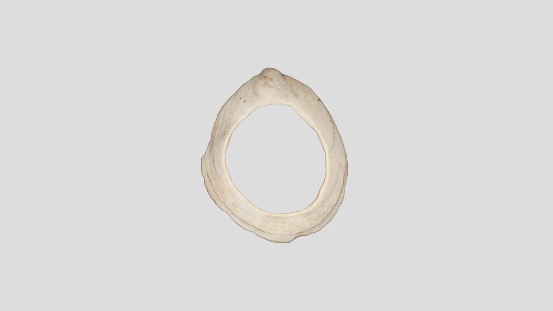貝輪　shell bracelet