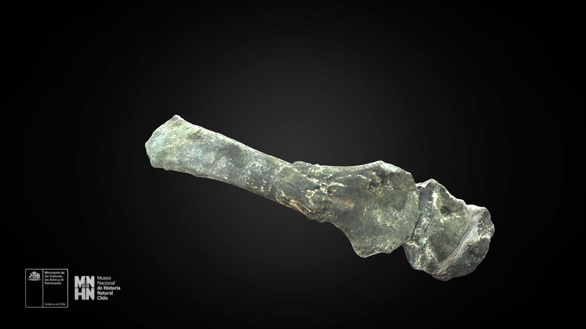 Chilesaurus diegosuarezi. Escápula-coracoide der