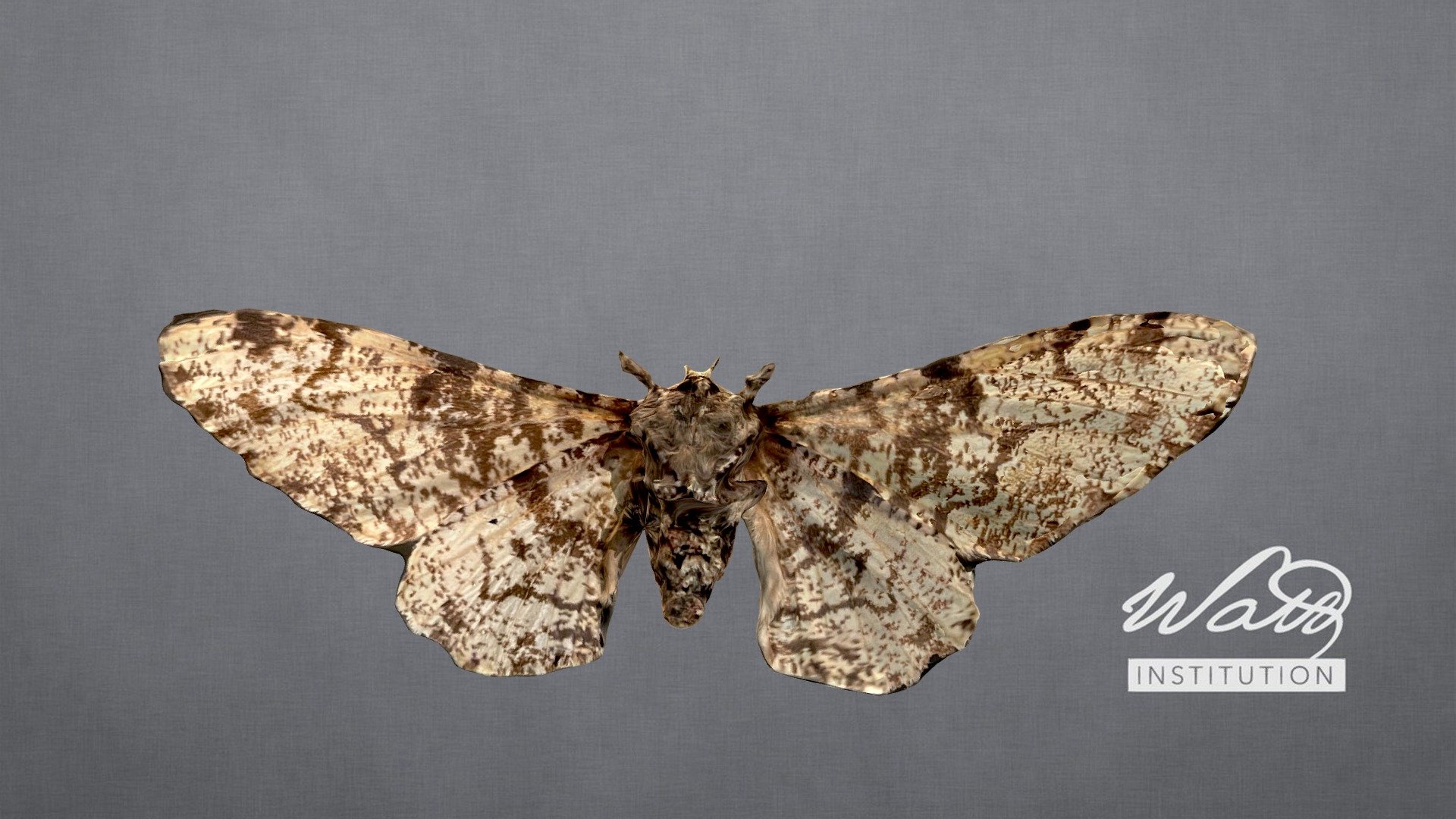 Peppered Moth - Biston Betularia