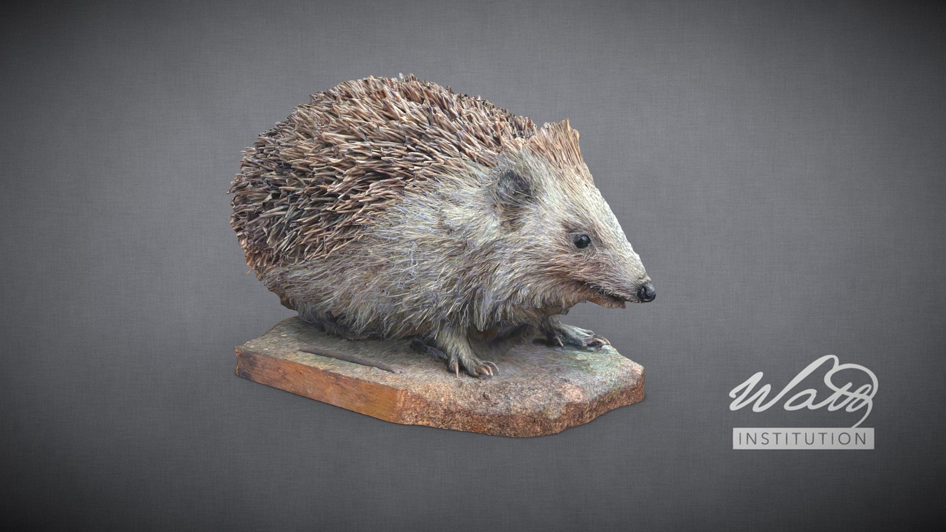 Hedgehog (Erinaceinae)
