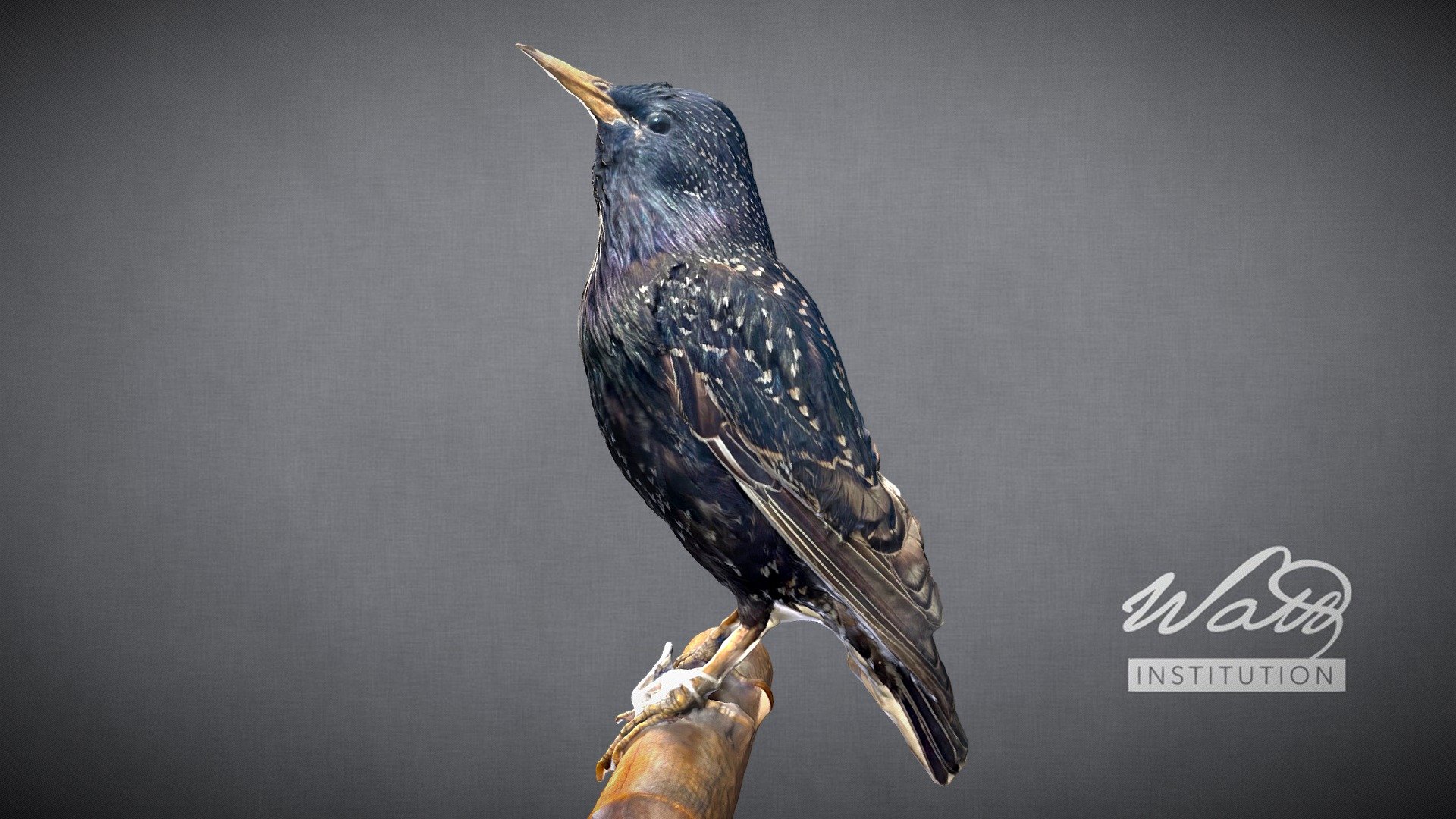 Starling (Sturnus Vulgaris)