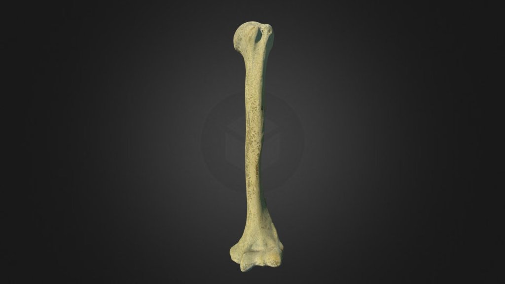Left Humerus