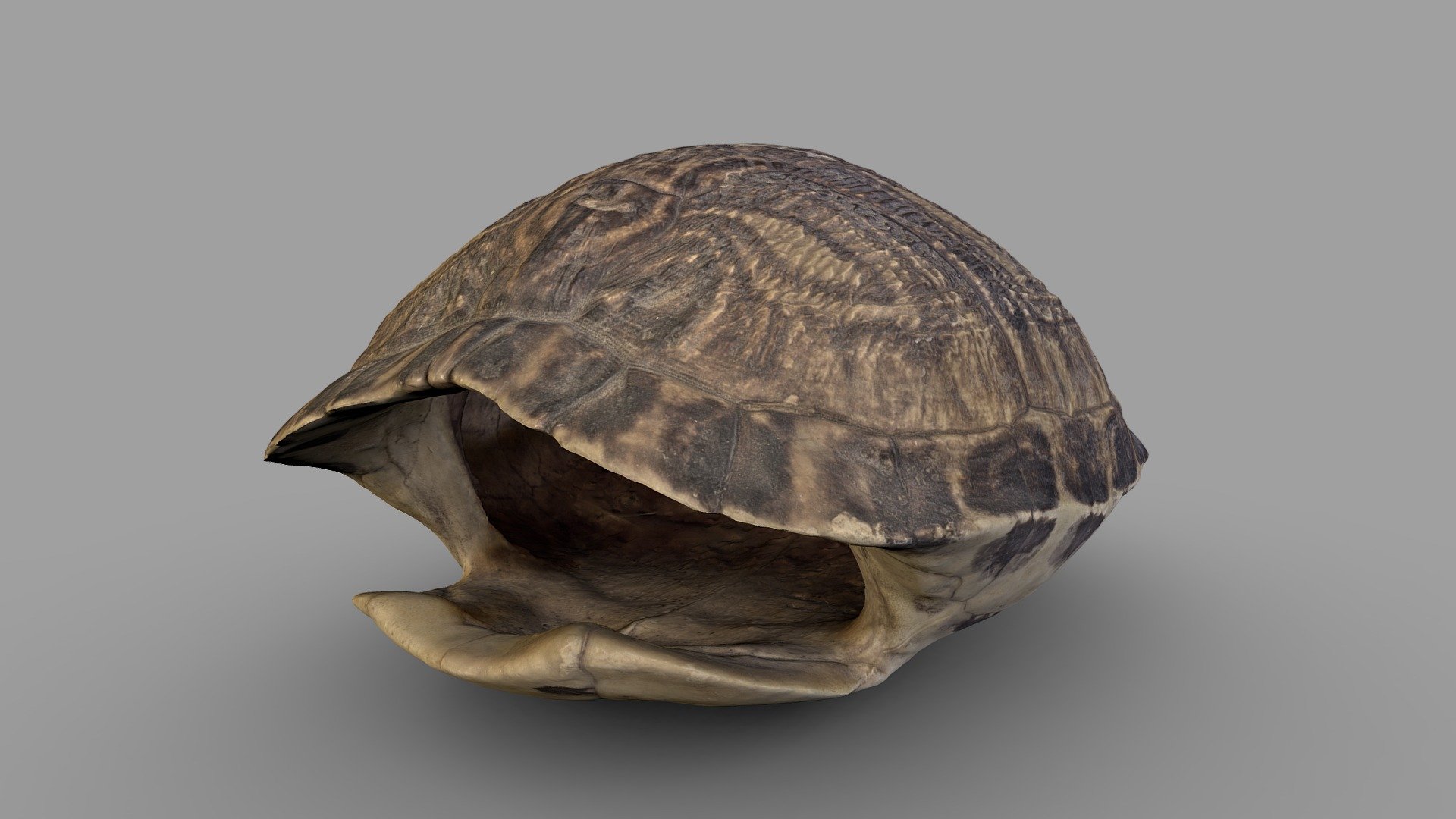 Turtle Shell