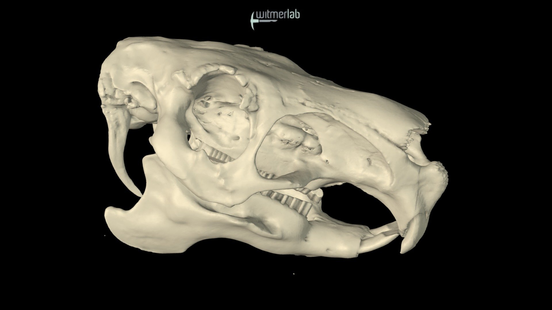 Capybara - skull of the largest living rodent