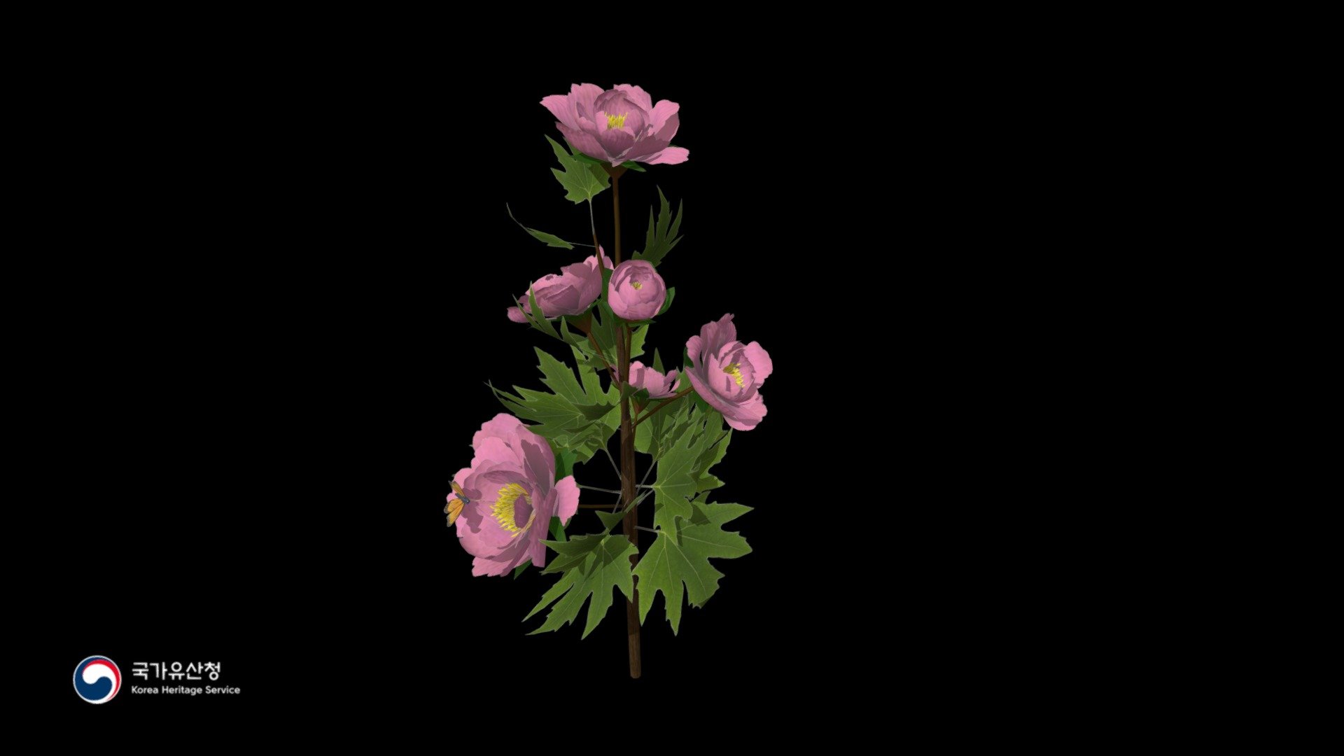 Moranhwa(peony)