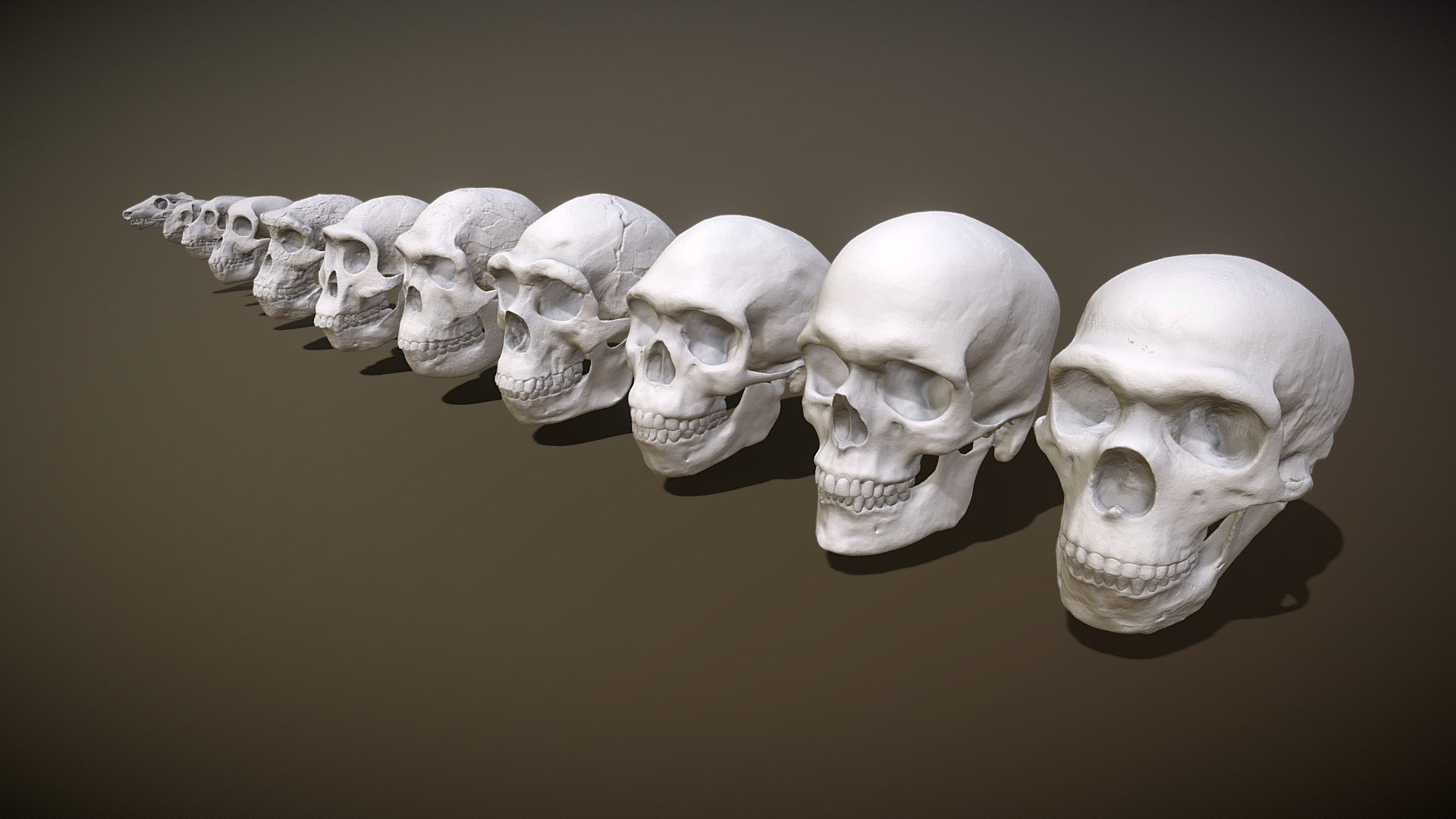 Hominin Skulls HD