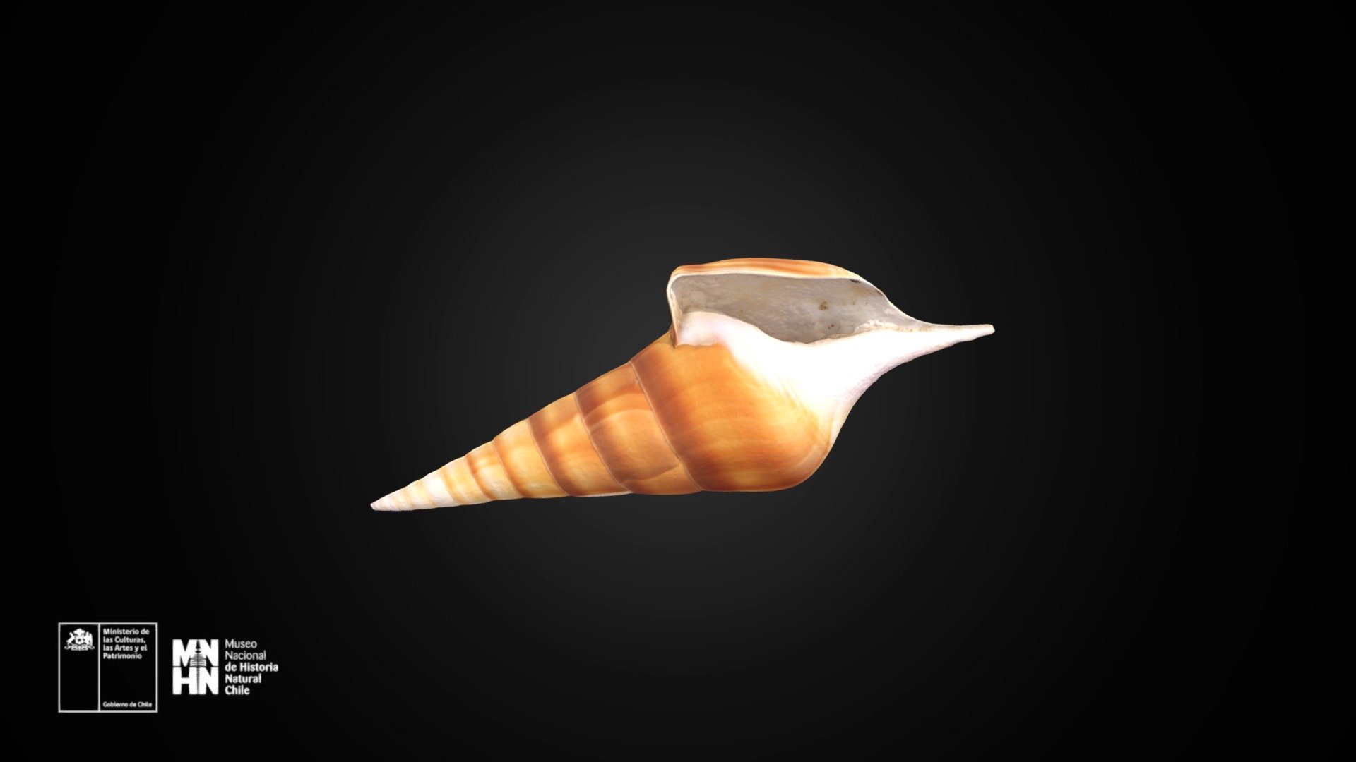 Tibia curta 2402 (G. B. Sowerby II, 1842)