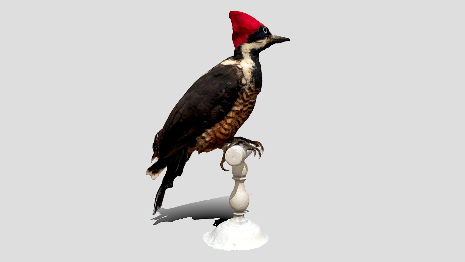 Коричневополосый флеоцеастес|Powerful woodpecker