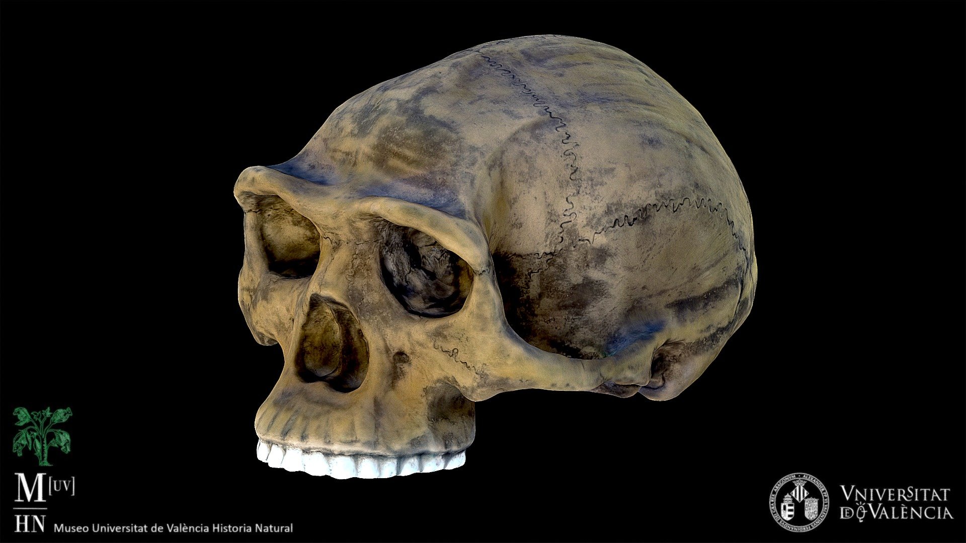 Homo erectus skull (recreation)