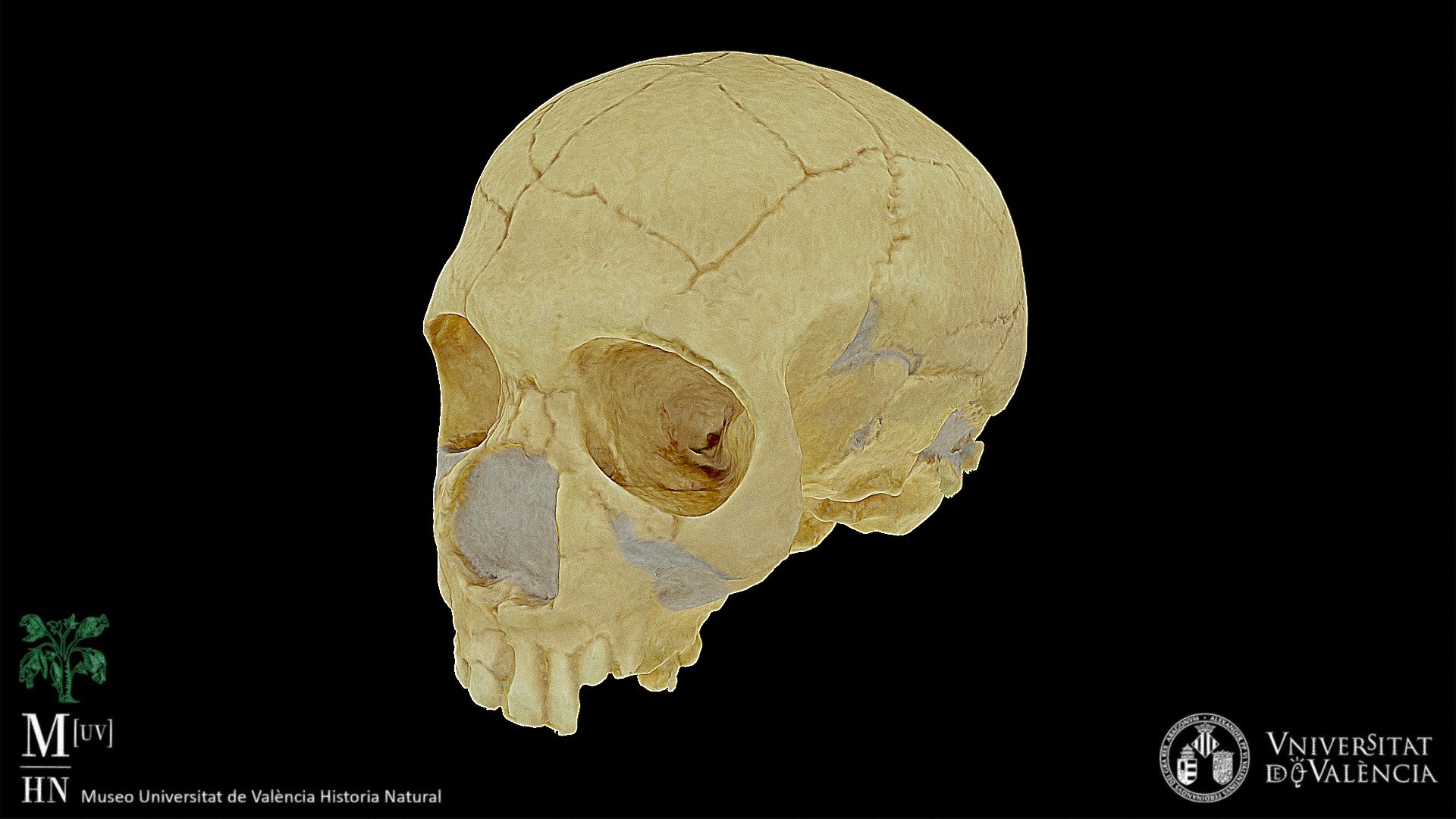 Homo neanderthalensis skull