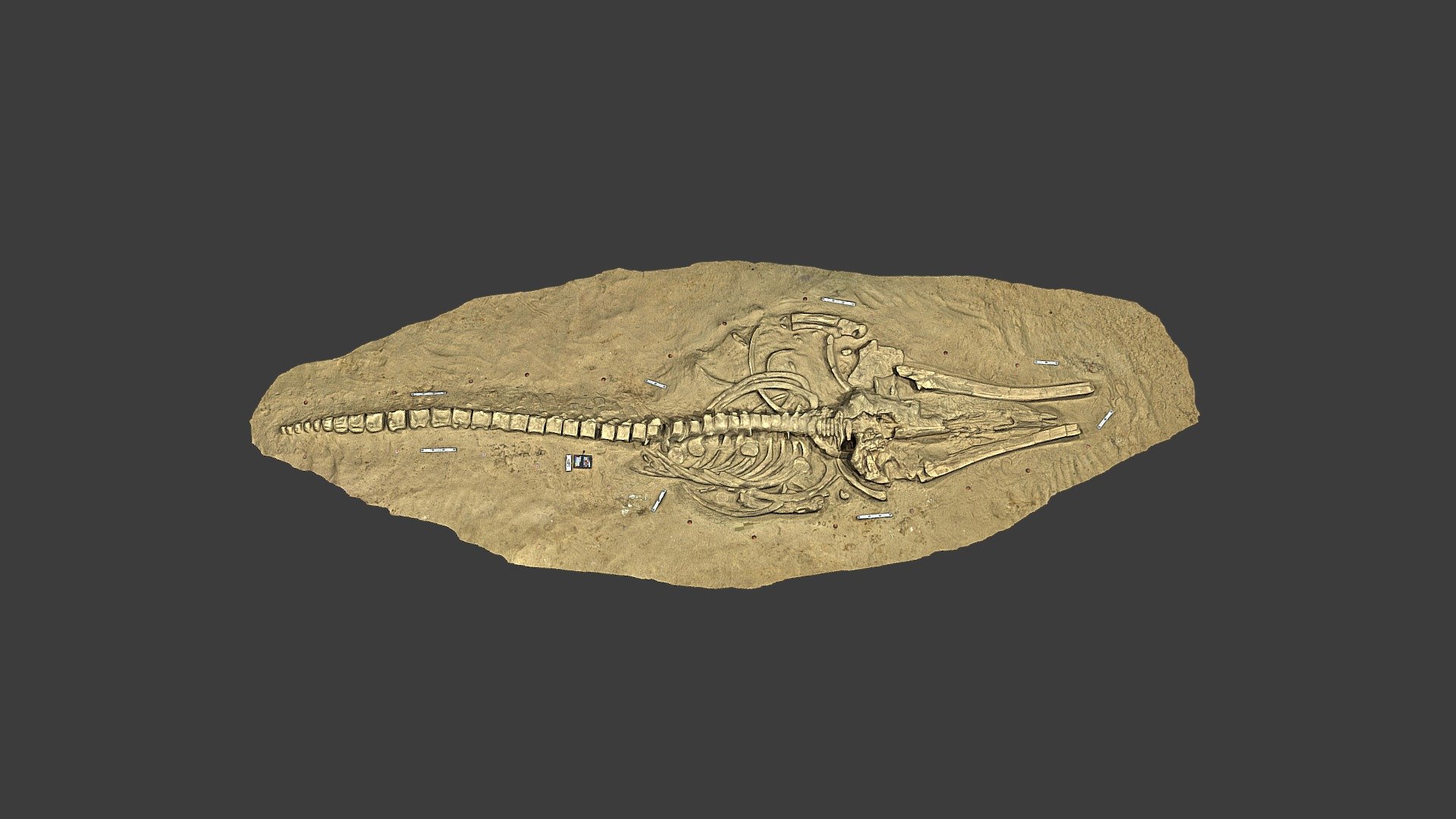 Fossil Whale MPC 677