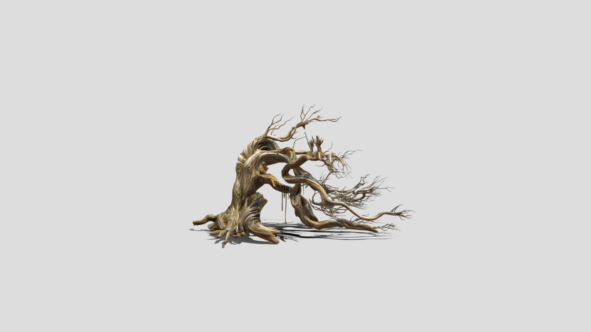 Windswept Ancestor 3D Model Free