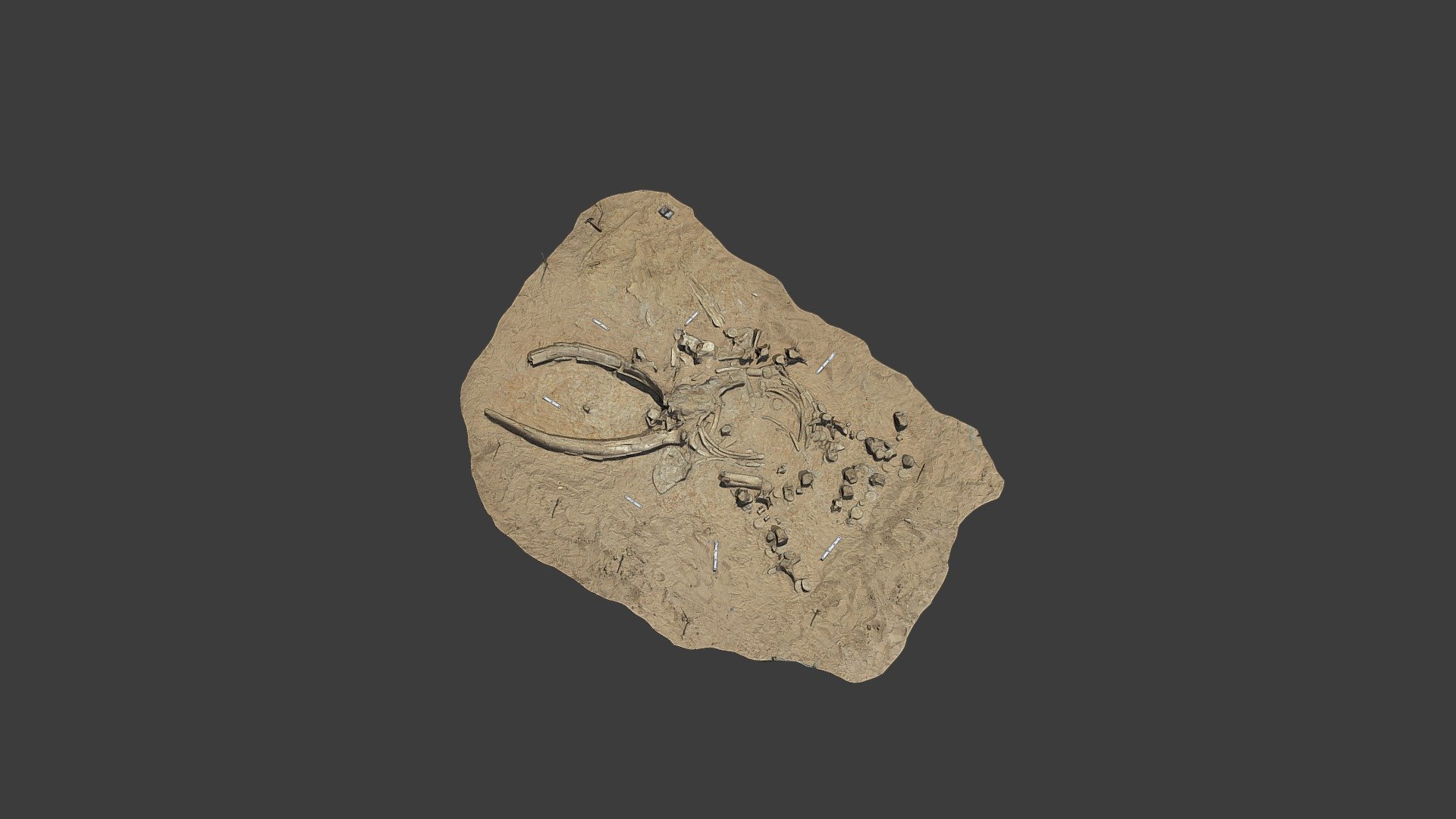 Fossil Whale Excavation Site MPC 678