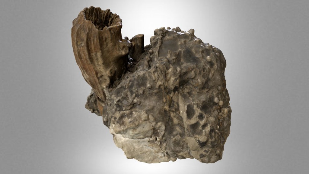 Coral in salt