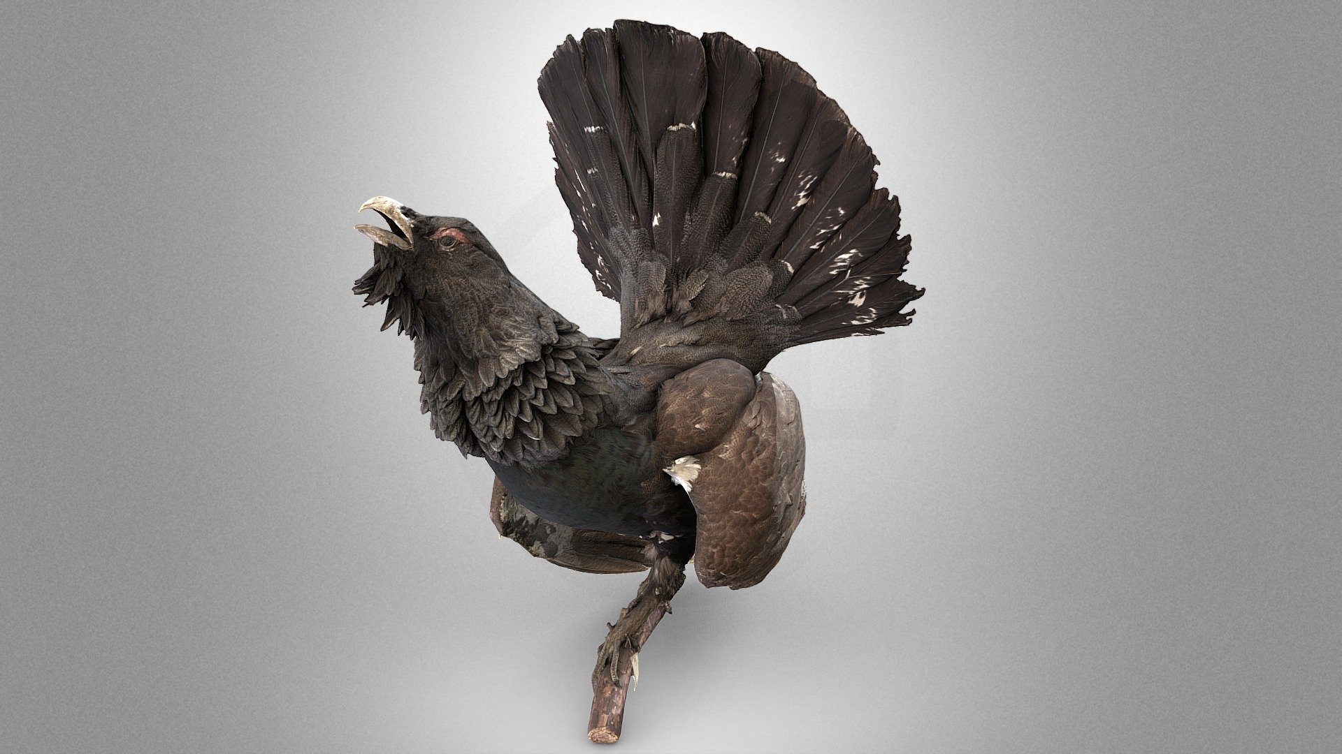 Western capercaillie