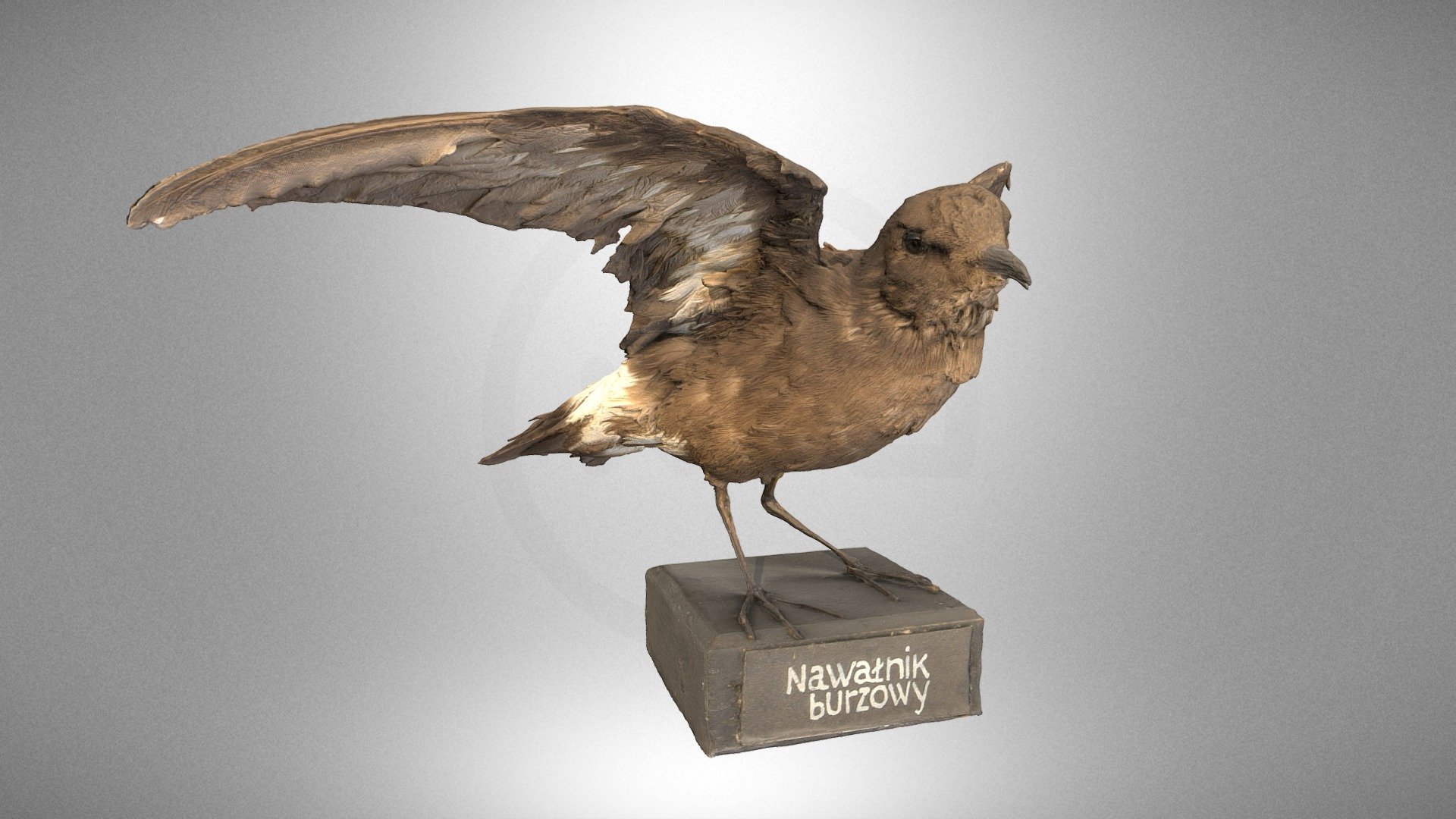 Storm petrel