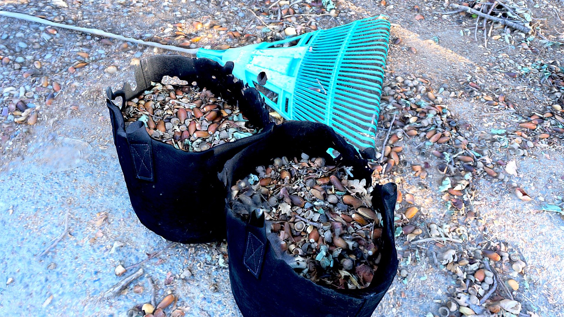 Sacks of Roadside Acorns