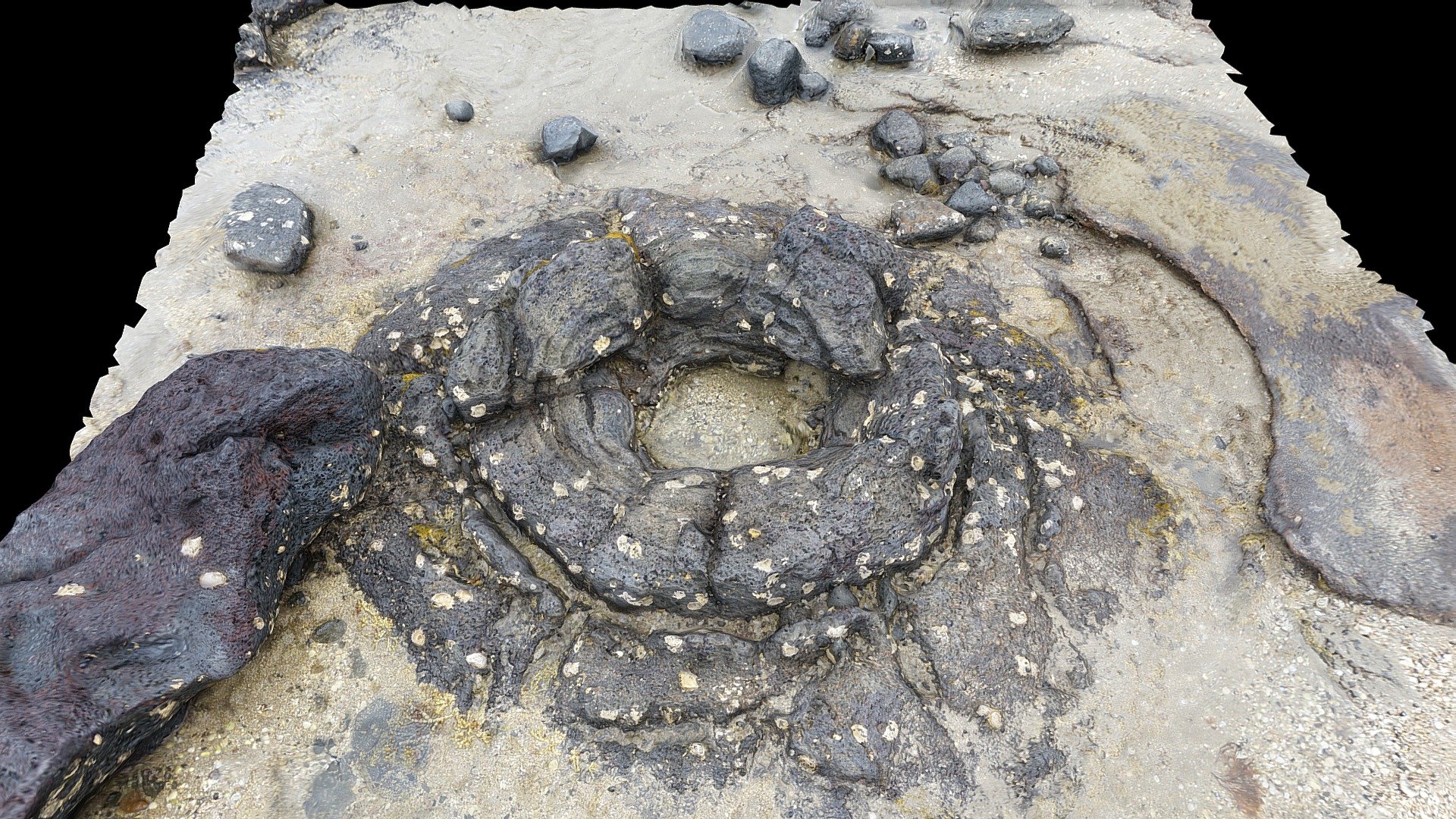 Lava tree cast at Takapuna 2
