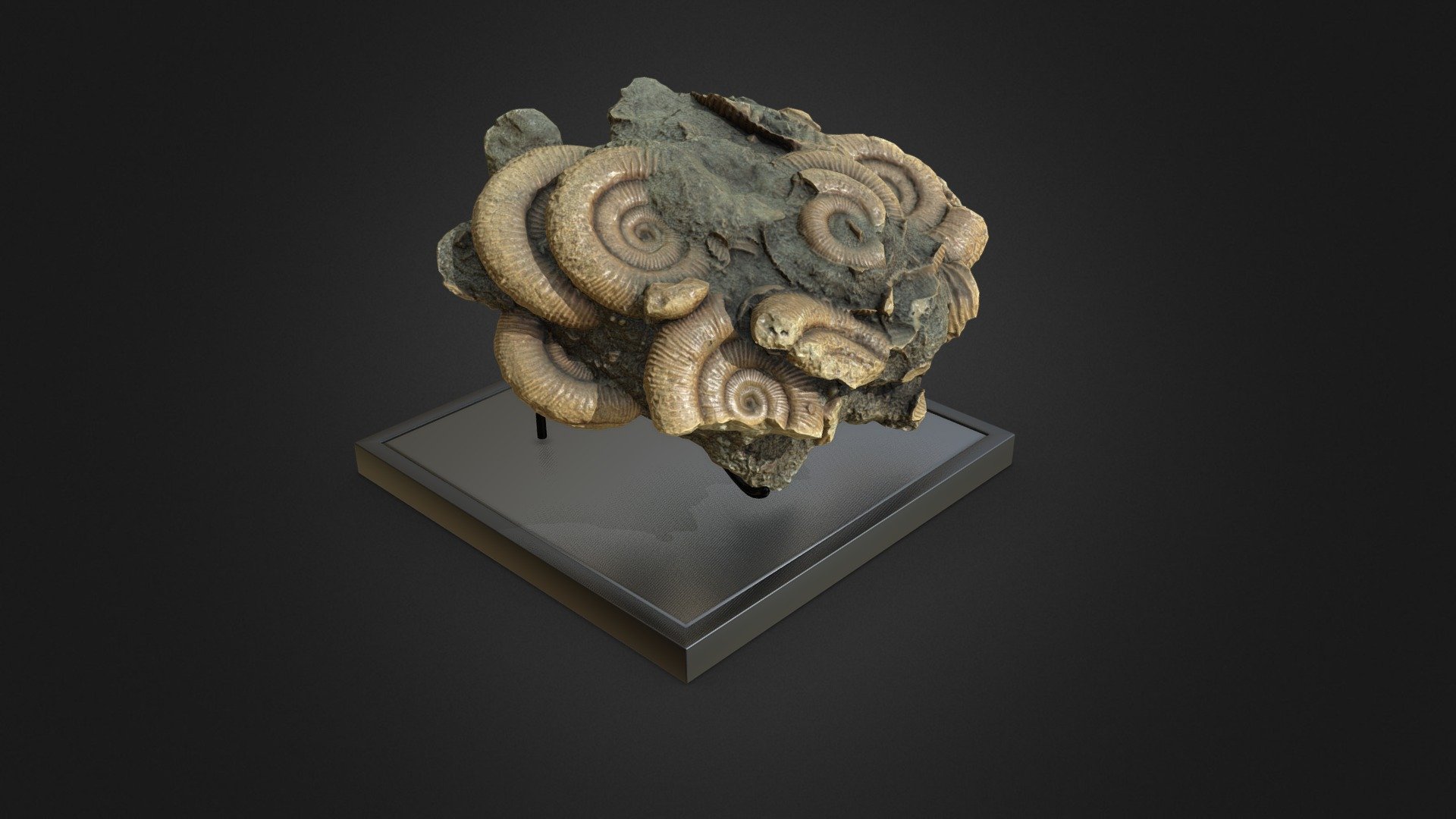 Fossil Photogrammetry