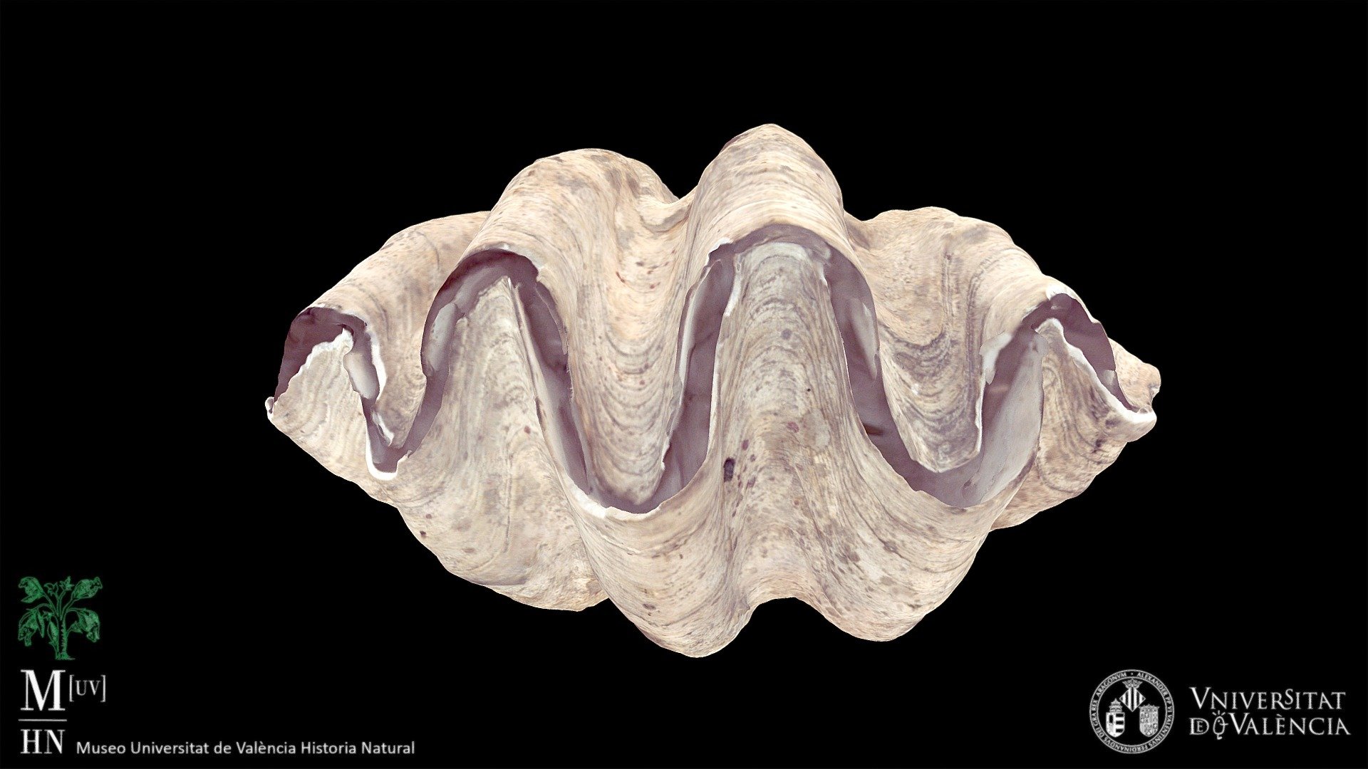 Bivalvo gigante Tridacna gigas