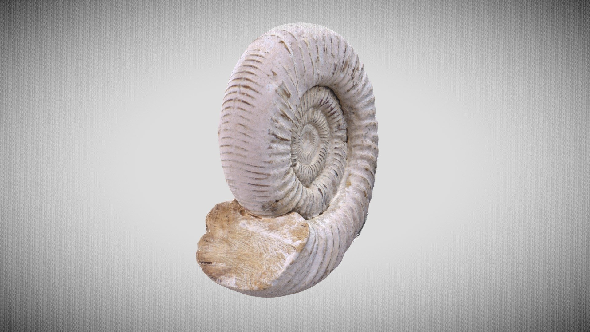 Ammonite