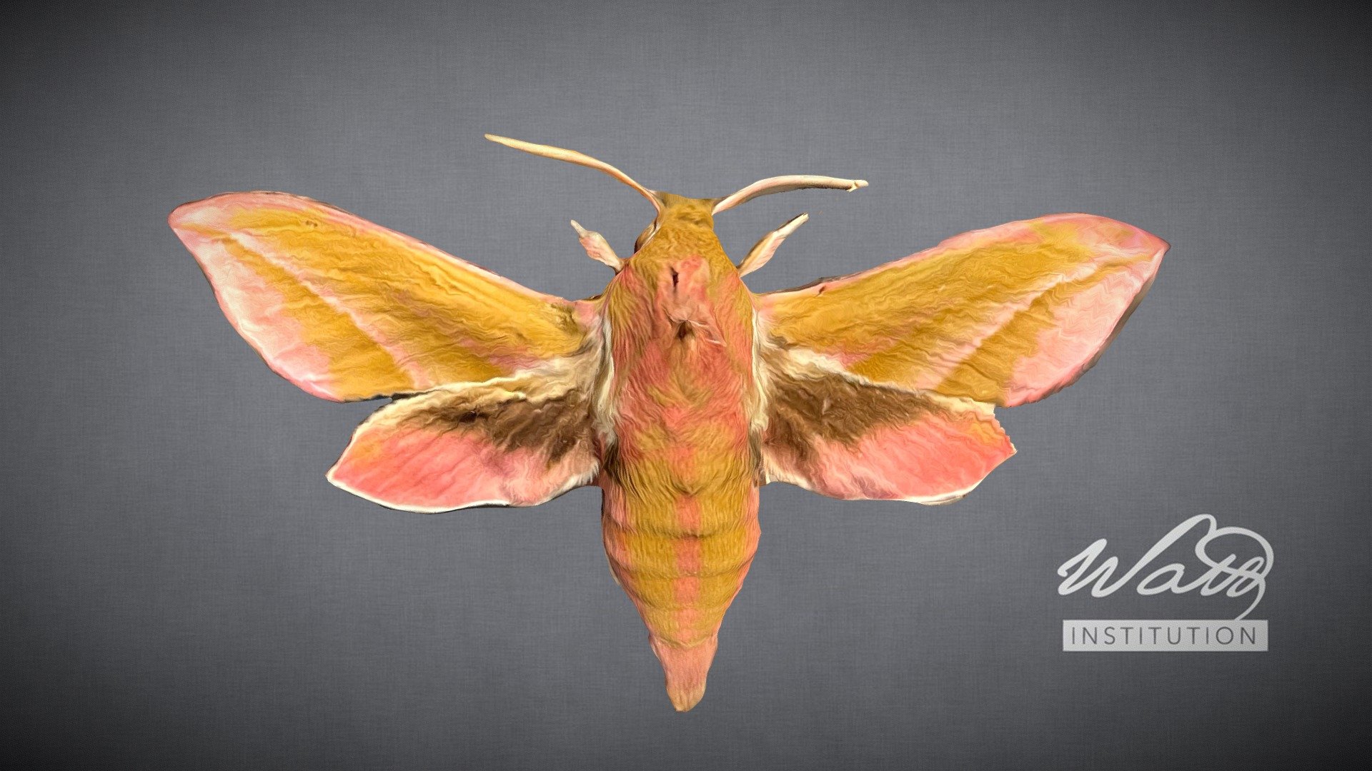 Elephant Hawkmoth