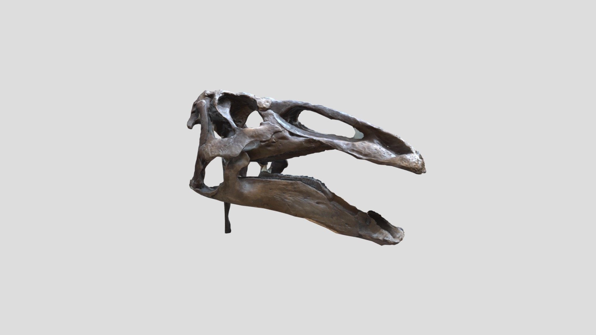 Edmontosaurus fossil skull
